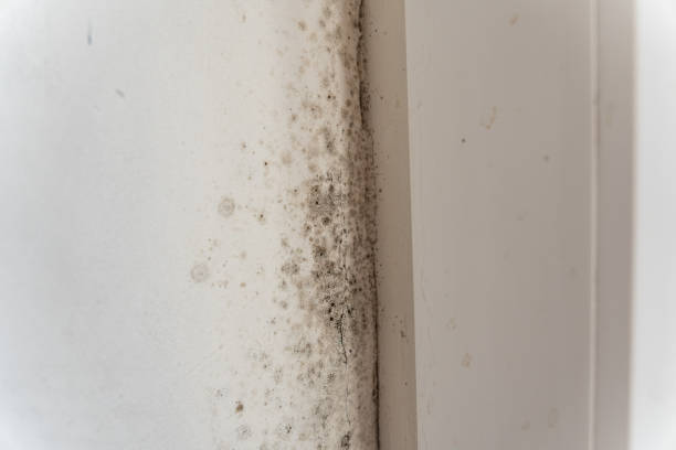 Best Emergency Mold Remediation  in Concord, NH